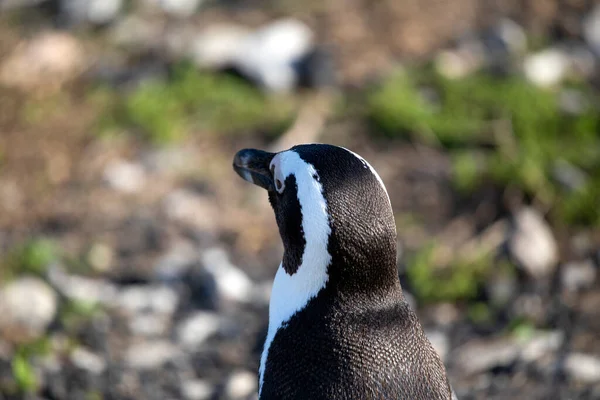 Pinguim Bonito Cape Stony Point África Sul Belo Animal Preto — Fotografia de Stock