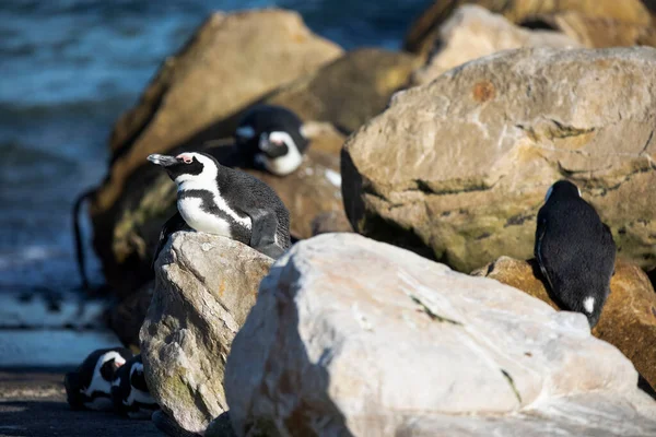 Колония Пингвинов Побережье Побережья Финбоса Южной Африке Наслаждаясь Заливом Купающимся — стоковое фото