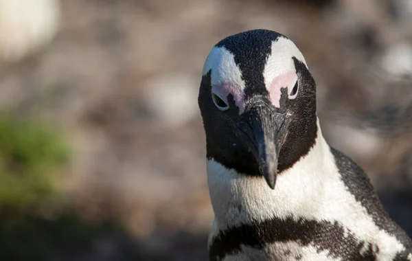 Черно Белый Пингвин Африканском Побережье Fynbos Южной Африке Красивое Место — стоковое фото