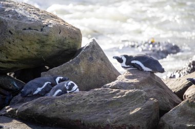 Güney Afrika 'da Betty' s Bay plajındaki doğal penguen kolonisi Fynbos kıyılarında yer alır. Burası gezmek ve tatil yapmak için idealdir..