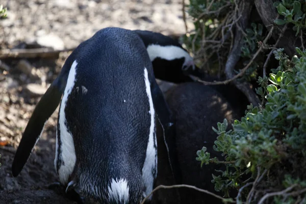 Идиотские Пингвины Заливе Бетти Наслаждаются Своим Пляжем Мысом Красивой Южной — стоковое фото