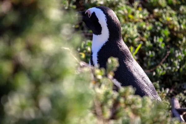 Мыс Осла Пингвин Пляж Бетти Залив Наслаждаясь Эндемичной Южноафриканской Растительностью — стоковое фото