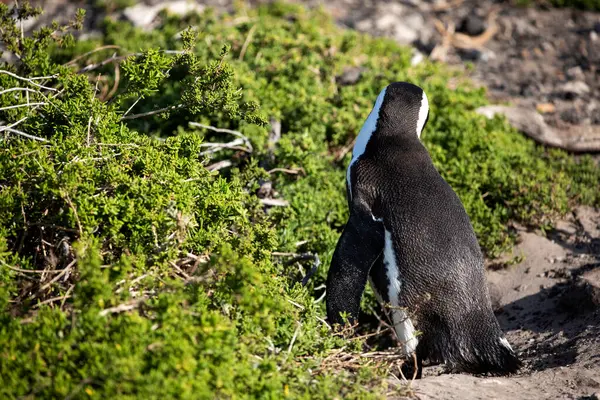Мбаппе Вид Пингвина Джекса Наслаждающегося Мысом Пляжем Залива Бетти Южной — стоковое фото