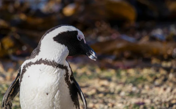 Осел Пингвин Наслаждается Мысом Пляжем Залива Бетти Южной Африке Место — стоковое фото
