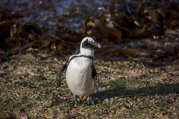 Осел Пингвин Живущий Гуляющий Заливе Бетти Южной Африке Место Расположенное — стоковое фото
