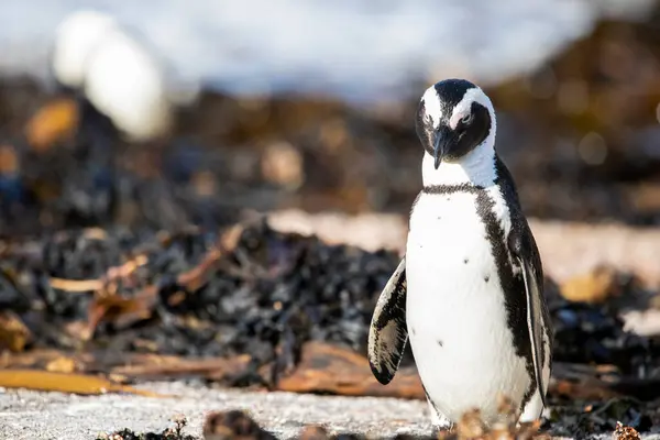Прекрасный Чёрно Белый Пингвин Осёл Живущий Пляже Заливе Бетти Южной — стоковое фото