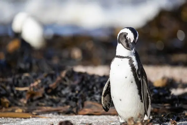 Черно Белый Пингвин Осёл Живущий Пляже Заливе Бетти Южной Африке — стоковое фото