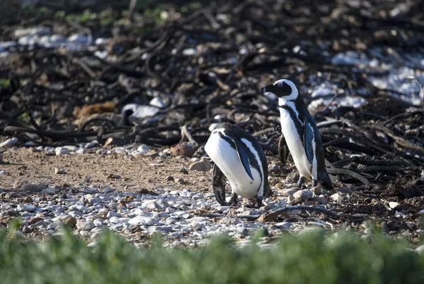 Colônia Natural Pinguins Jackass Praia Costa Costa Fynbos África Sul — Fotografia de Stock