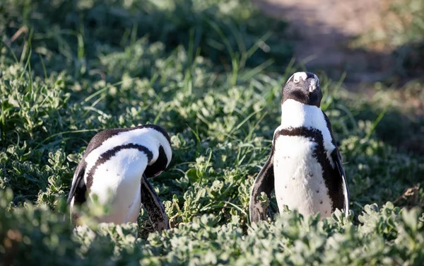 Два Придурка Пингвина Колонии Живущие Заповеднике Стоуни Пойнт Заливе Бетти — стоковое фото