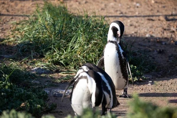 Идиотские Пингвины Отдыхают Заповеднике Стоуни Пойнт Заливе Бетти Южноафриканском Побережье — стоковое фото