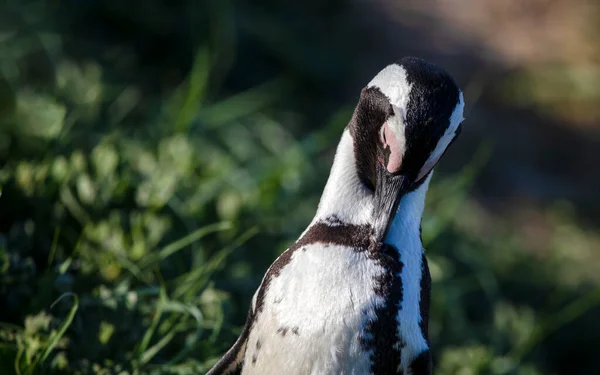 Jackass Penguin Stony Point National Reserve Betty Bay South African — Stock Photo, Image