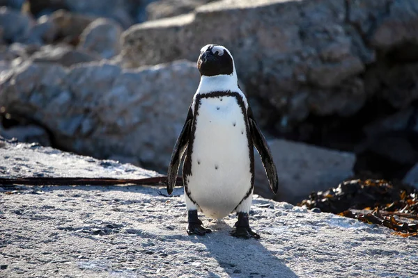 Осел Пингвин Вершине Скалы Стоуни Пойнт Национальный Заповедник Заливе Бетти — стоковое фото