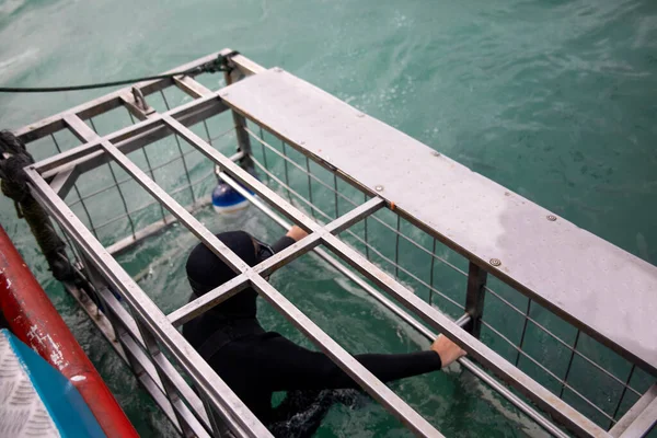 Diver in a shark watching cage of a boat in the shark alley, in Gansbaai in South Africa in these deep ocean waters there are many white sharks.