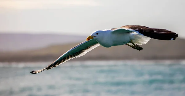 Beautiful seagull flying over the Atlantic Ocean in South Africa, this bird flies miles into the oceans and seas.