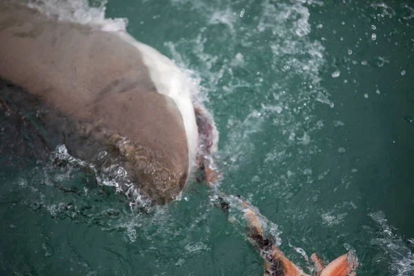 Great bronze shark emerging from the deep ocean waters to bite the hook thrown in the shark alley in Gansbaai (South Africa), these waters contain a large population of sharks of various species.