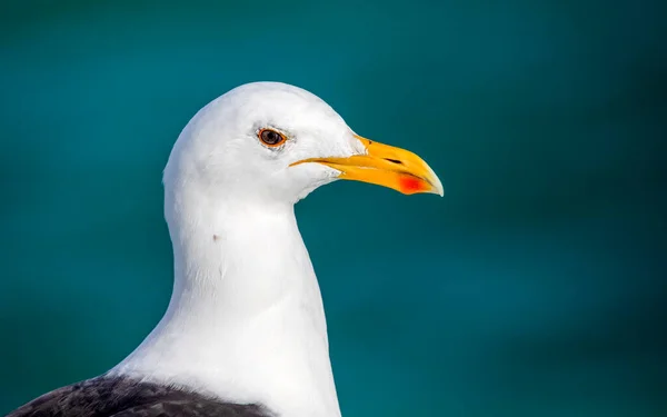 Belle Face Mouette Reposant Sur Rail Navire Ces Oiseaux Sont — Photo