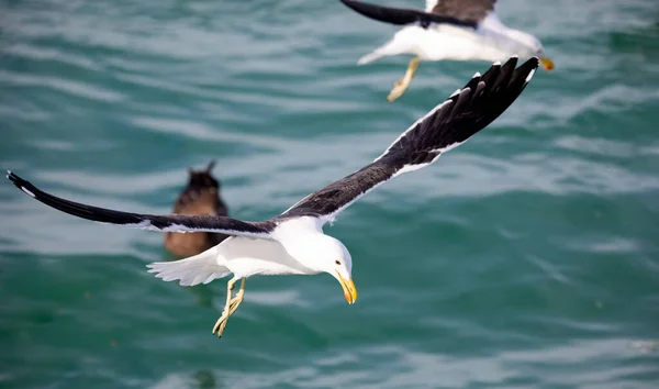 Seagulls Flying Shark Alley South African City Gansbaai Birds Fly — Stock fotografie