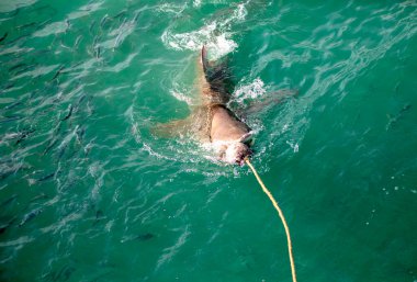 Bronz köpekbalığı, köpekbalığının derin sularından çıkar ve Gansbaai 'de (Güney Afrika) yem yutar. Burası büyük beyaz köpekbalıkları ve diğer deniz türleriyle doludur..