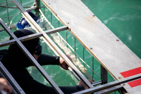 Person inside the shark observation cage of a boat in the shark alley in Gansbaai (South Africa) these deep waters are infested with great white sharks and other marine species.