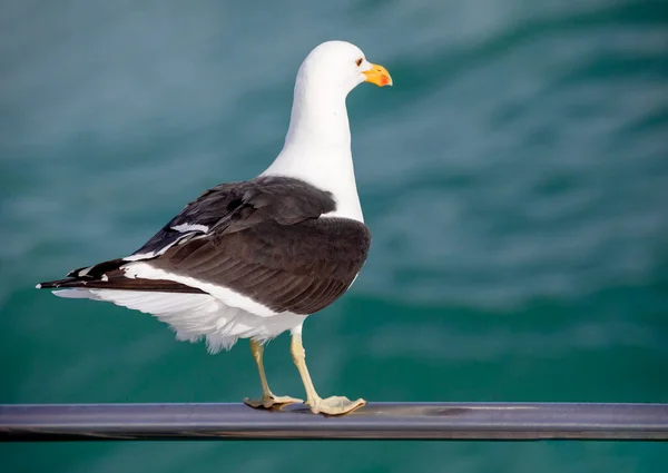 Seagull Leaning Railing Boat Shark Alley Atlantic Ocean Gansbaai South — Stock fotografie