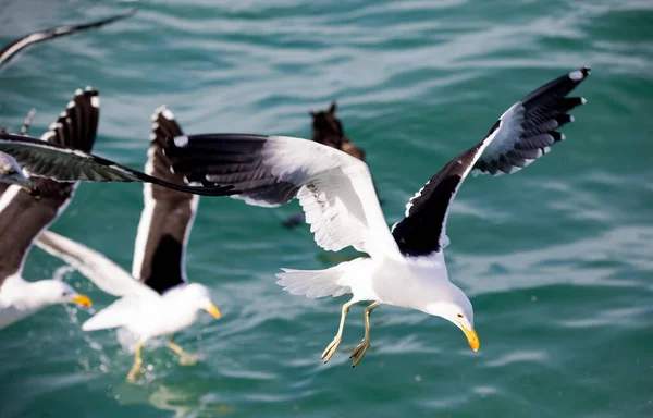 Seagulls Fishing Shark Alley Atlantic Ocean Gansbaai South Africa Birds — Stock Photo, Image