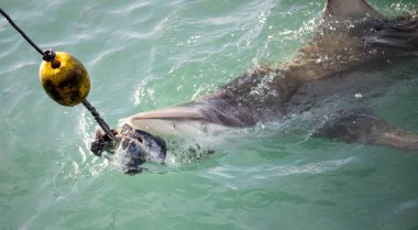 Bronz köpekbalığı, Güney Afrika 'daki Gansbaai' de tekneyi izleyen köpekbalığından atılan oltaya takıldı. Atlantik Okyanusu 'nun bu suları büyük beyaz köpekbalıkları tarafından istila edildi..