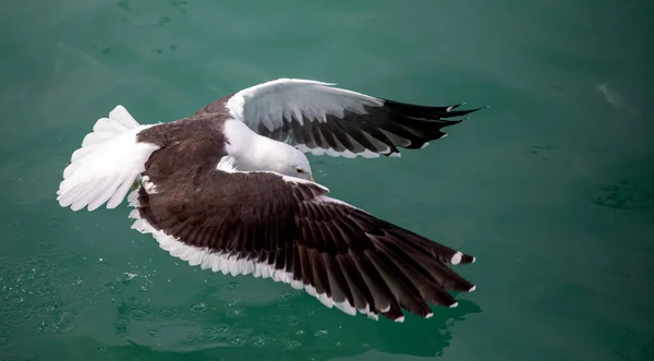 Seagull diving into shark alley in the Atlantic Ocean to catch bait that they throw into the deep sea to attract sharks in Gansbaai in South Africa with the danger of sharks in these waters.