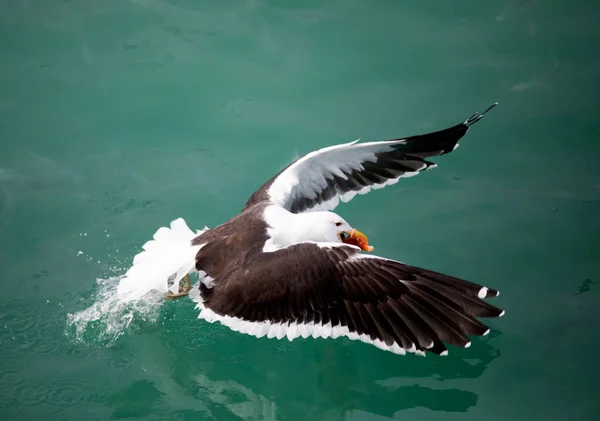 Seagull diving into the shark alley in the Atlantic Ocean to catch the bait that is thrown into the deep sea to attract sharks in Gansbaai in South Africa with the danger of sharks in these waters.