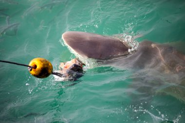 Bronz köpekbalığı Atlantik Okyanusu 'ndaki Shark Alley' in derin sularından çıkıyor ve Güney Afrika 'nın Gansbaai kasabasındaki köpekbalığı gözleme teknesinden atılan oltayı takip ediyor..