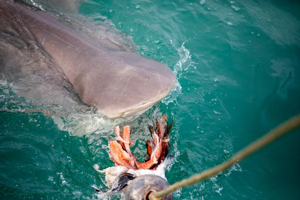 Great bronze shark lured from deep sea shark alley by a baited hook in Gansbaai (South Africa), where it lives in the wild with other marine species such as the great white shark.