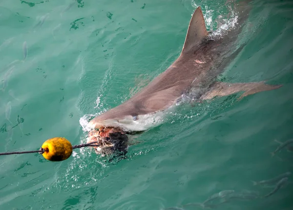 Great bronze shark taking a strong bite on a baited hook in shark alley by a baited hook in Gansbaai (South Africa) where it lives in the wild with other marine species such as the great white shark.