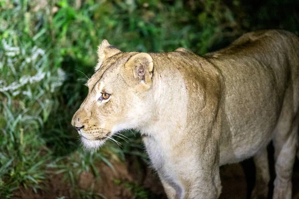 Lioness Ready Hunt Night Kruguer National Park South Africa Wildlife — Fotografia de Stock