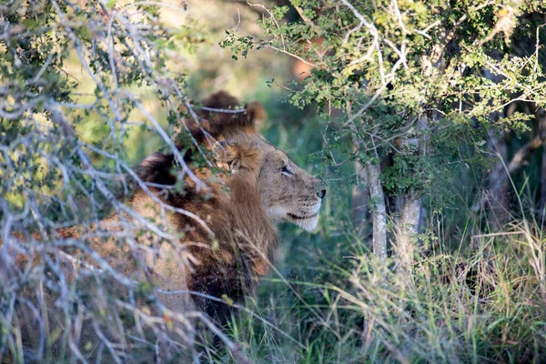 Лев Який Сидить Відпочиває Серед Африканської Савани Національного Парку Кругер — стокове фото