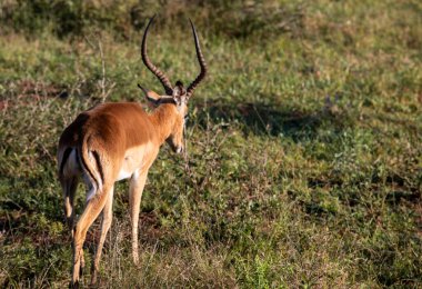 Afrika Impala 'sı Kruguer Ulusal Parkı' ndaki Afrika savanasında yürüyor. Bu çok hızlı ve tipik bir Afrika antilobu..