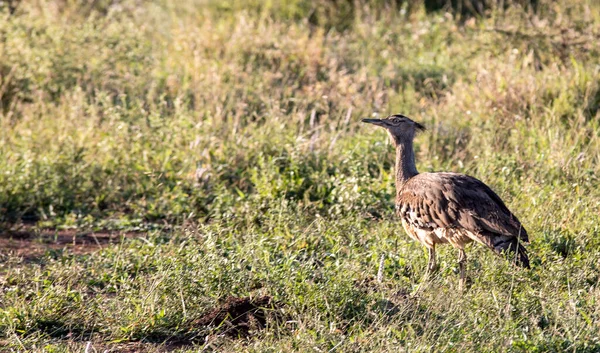 Rare African Bird Hidden Bush African Savannah Kruguer National Park —  Fotos de Stock
