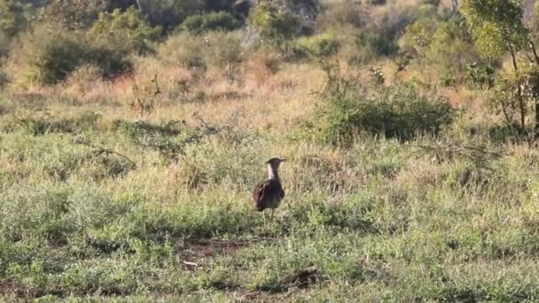 Rare African Bird Hidden Bush African Savannah Kruguer National Park — Vídeos de Stock