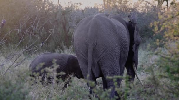 Elephant Her Calf Kruguer National Park South Africa Largest Land — Stockvideo