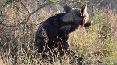 Güney Afrika 'daki Kruger Ulusal Parkı' nın Afrika savanasında vahşi bir köpek. Safariye çıkmak ve vahşi doğada yaşayan bu memeli ve yırtıcıları gözlemlemek için ideal bir yer..