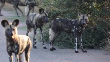 Afrika 'daki Kruger Ulusal Parkı' nın vahşi köpek sürüsü. Safariye çıkmak ve vahşi doğada yaşayan bu memelileri gözlemlemek için ideal bir yer..