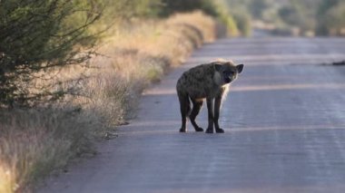 Güney Afrika 'daki Kruger Ulusal Parkı' nın Afrika ovasında yürüyen vahşi bir sırtlan. Safariye çıkmak ve vahşi doğada yaşayan bu yırtıcıları gözlemlemek için ideal bir yer..