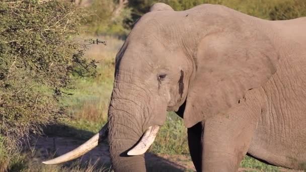 Güney Afrika Daki Kruger Ulusal Parkı Nın Afrika Savanındaki Fil — Stok video