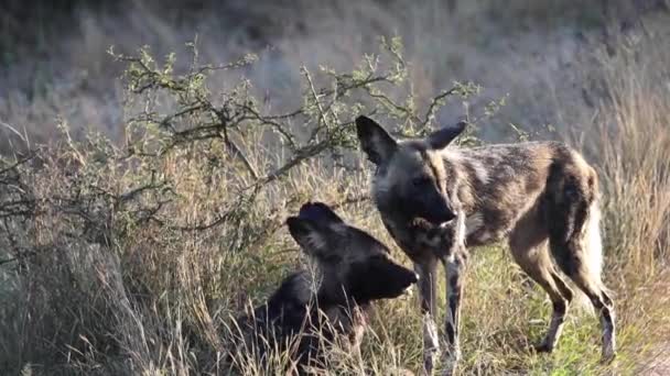 Couple Wild Dogs African Savannah Kruger National Park South Africa — стоковое видео