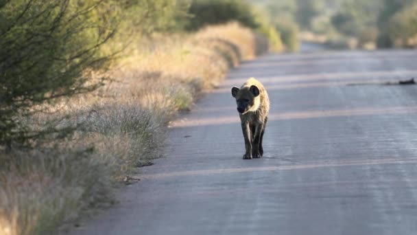 Wild Hyena African Savannah Kruger National Park South Africa Ideal — Vídeos de Stock