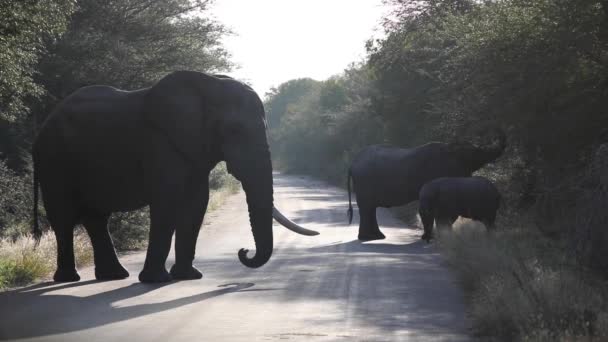 Family African Elephants Coming Out African Savannah Road Kruger National — Stockvideo
