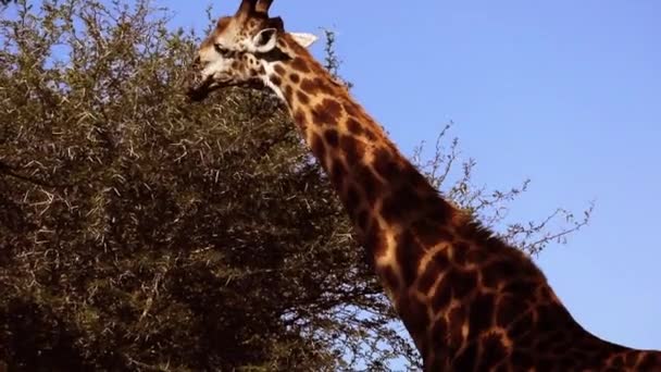 Giraffe South Africa Kruger National Park Eating Feeding Tree African — Stock video