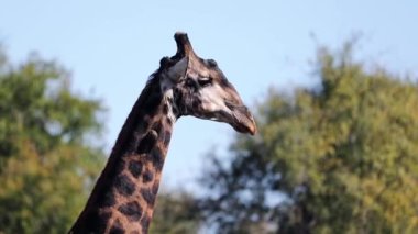 Giraffe in the African savannah heading into the trees to eat in the Kruger National Park in South Africa, a happy and ideal place to go on safari and see African wildlife.