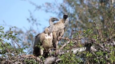 Vultures in an African savannah tree watching the African animals living wild and free in South Africa's Kruger National Park, waiting for predators to kill and eat them.