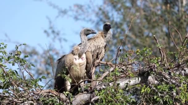 Vultures African Savannah Tree Watching African Animals Living Wild Free — Stock video