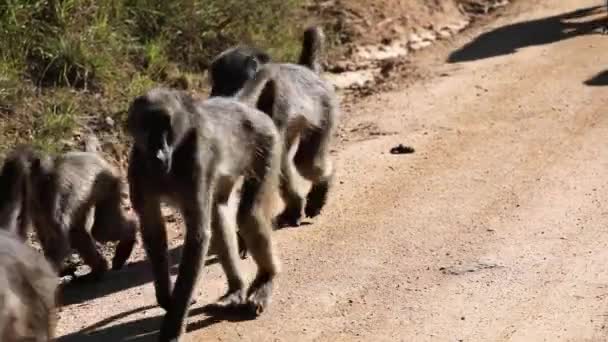 Сообщество Обезьян Бабуинов Гуляющих Африканской Саванне Южной Африки Национальном Парке — стоковое видео
