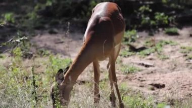 Impala is an antelope from the African savannah of South Africa, which lives in the wildlife of the Kruger National Park, these animals are very observed by safaris and are targets of predators.